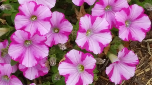 Park «Lyons Park», reviews and photos, Lothrop St, Beverly, MA 01915, USA