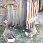 Photo n°2 de l'avis de Petra.e fait le 25/04/2019 à 05:19 sur le  Markus Wasmeier Freilichtmuseum à Schliersee