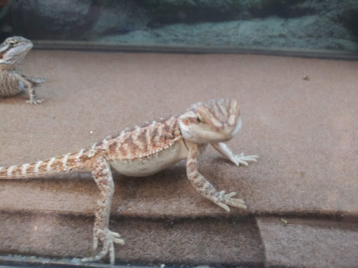 Pet Supply Store «Petco Animal Supplies», reviews and photos, 86 Storrs Rd, Mansfield Center, CT 06250, USA