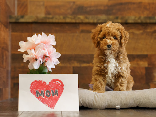 Pet Store «Petland of Plantation», reviews and photos, 801 S University Dr, Plantation, FL 33324, USA