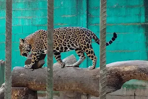 Albergue Zoologico El Jaguar image