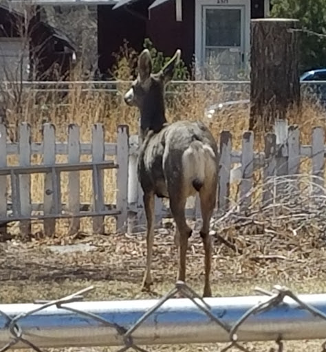 Park «Vermijo Park», reviews and photos, 2601 W Vermijo Ave, Colorado Springs, CO 80904, USA