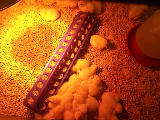 Animal Feed Store «Wilco Farm Store», reviews and photos, 2950 S Santiam Hwy, Lebanon, OR 97355, USA