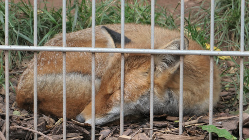 TIERART Wildtierstation unter Maßweiler, 