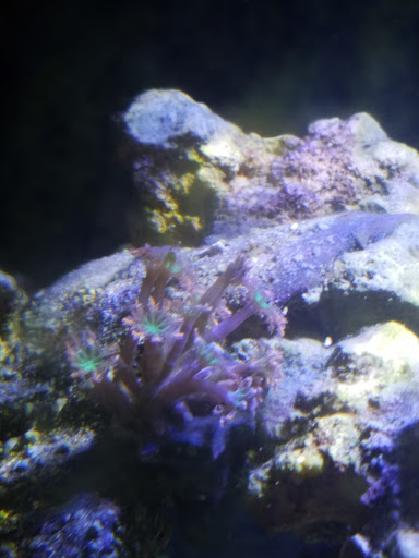 Aquarium «FJW AQUARIUM», reviews and photos, 3839 Mangum Rd, Houston, TX 77092, USA