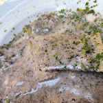 Photo n°6 de l'avis de Maria.v fait le 02/06/2023 à 16:30 sur le  Zio carlo à Rome