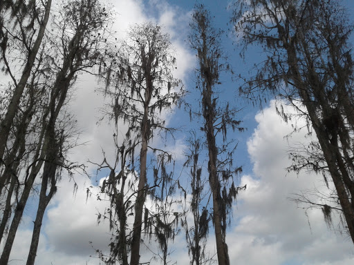 Park «Lake Park», reviews and photos, 17302 N Dale Mabry Hwy, Lutz, FL 33548, USA