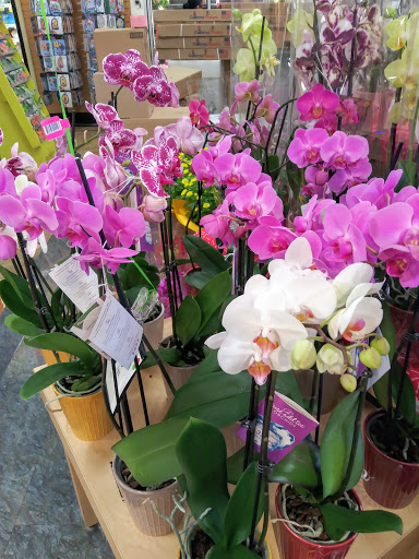 Grocery Store «Super Stop & Shop», reviews and photos, 1391 Main St, Willimantic, CT 06226, USA