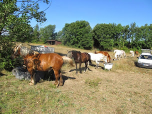 Photo n°11 de Centre équestre l'hippocampe à Berrias-et-Casteljau ()