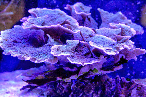 Aquarium Shop «Apex Aquarium», reviews and photos, 11111 N Central Expy, Dallas, TX 75243, USA