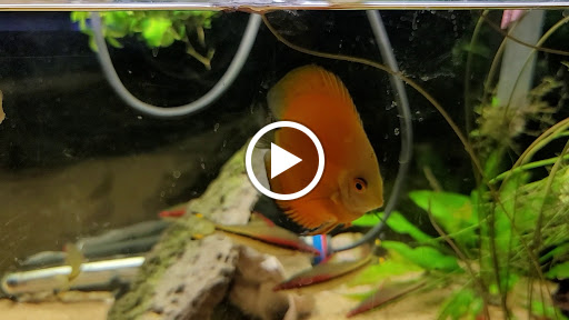 Pet Store «Moby Dick Pet Store Inc», reviews and photos, 3700 Sashabaw Rd, Waterford Twp, MI 48329, USA