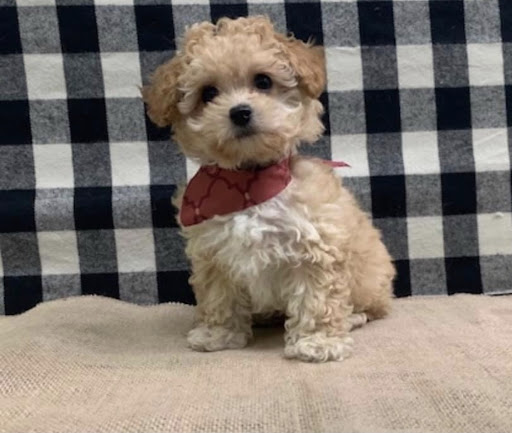 431 W Robertson St, Brandon, FL 33511, USA