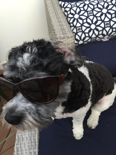 Dog Trainer «Calling All Dogs», reviews and photos, 6088 S Highland Dr, Holladay, UT 84121, USA