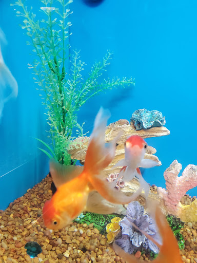 Pet Supply Store «PetSmart», reviews and photos, 40451 Lowes Ave, Gonzales, LA 70737, USA