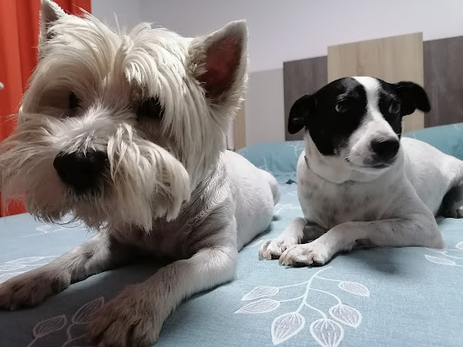 Centro Veterinario Anubis en Rota