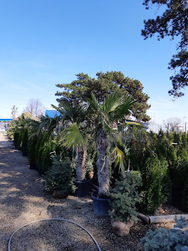 Értékelések erről a helyről: Pinus Faiskola, Keszthely - Kertészkedő