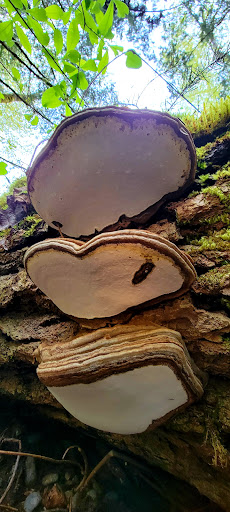 Public Golf Course «White River Disc Golf Course», reviews and photos, 2401 Stuck River Dr, Auburn, WA 98092, USA