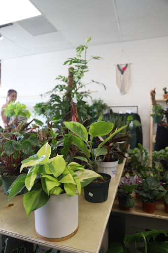 PlanterSam image