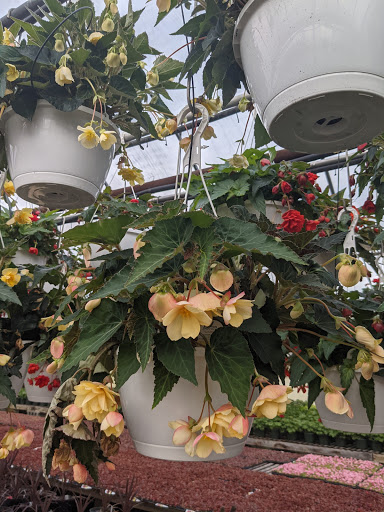 Wholesale Plant Nursery «Garden Fantasy», reviews and photos, 43250 Tyler Rd, Belleville, MI 48111, USA