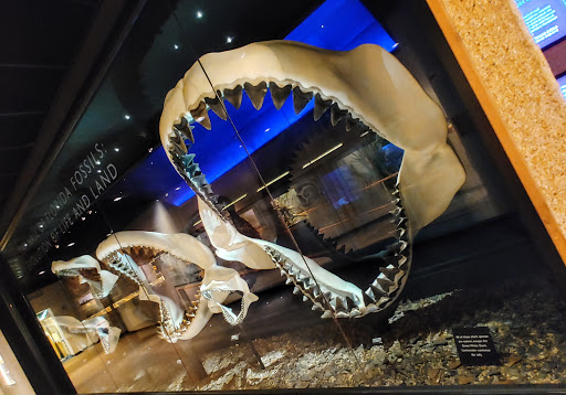 Natural History Museum «Florida Museum of Natural History», reviews and photos, 3215 Hull Rd, Gainesville, FL 32611, USA