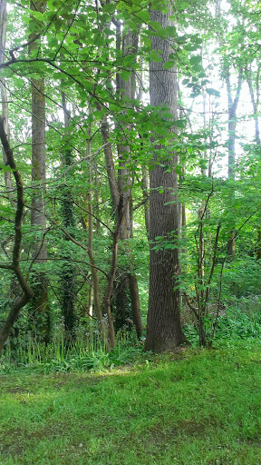 Park «Cowen Park», reviews and photos, 5849 15th Ave NE, Seattle, WA 98105, USA