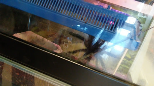 Pet Supply Store «PetSmart», reviews and photos, 4240 S Mooney Blvd, Visalia, CA 93277, USA