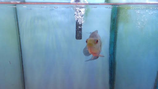 Aquarium «Beltway Aquarium», reviews and photos, 3306 Crain Hwy, Waldorf, MD 20603, USA