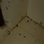 Photo n°3 de l'avis de louise.o fait le 01/09/2018 à 17:52 sur le  Vila Moinho dos Ferreiros à São Brás de Alportel