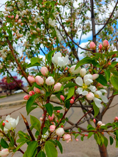 Shopping Mall «Southport Centre», reviews and photos, 15050 Cedar Ave S, Apple Valley, MN 55124, USA