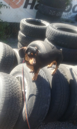 Tire Shop «Kolar Tire & Auto», reviews and photos, 3213 Euclid Ave, Helena, MT 59601, USA