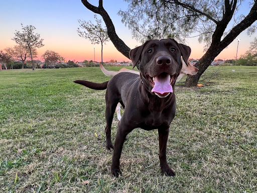 Park «Cottonwood Park», reviews and photos, 4051 N Story Rd, Irving, TX 75038, USA