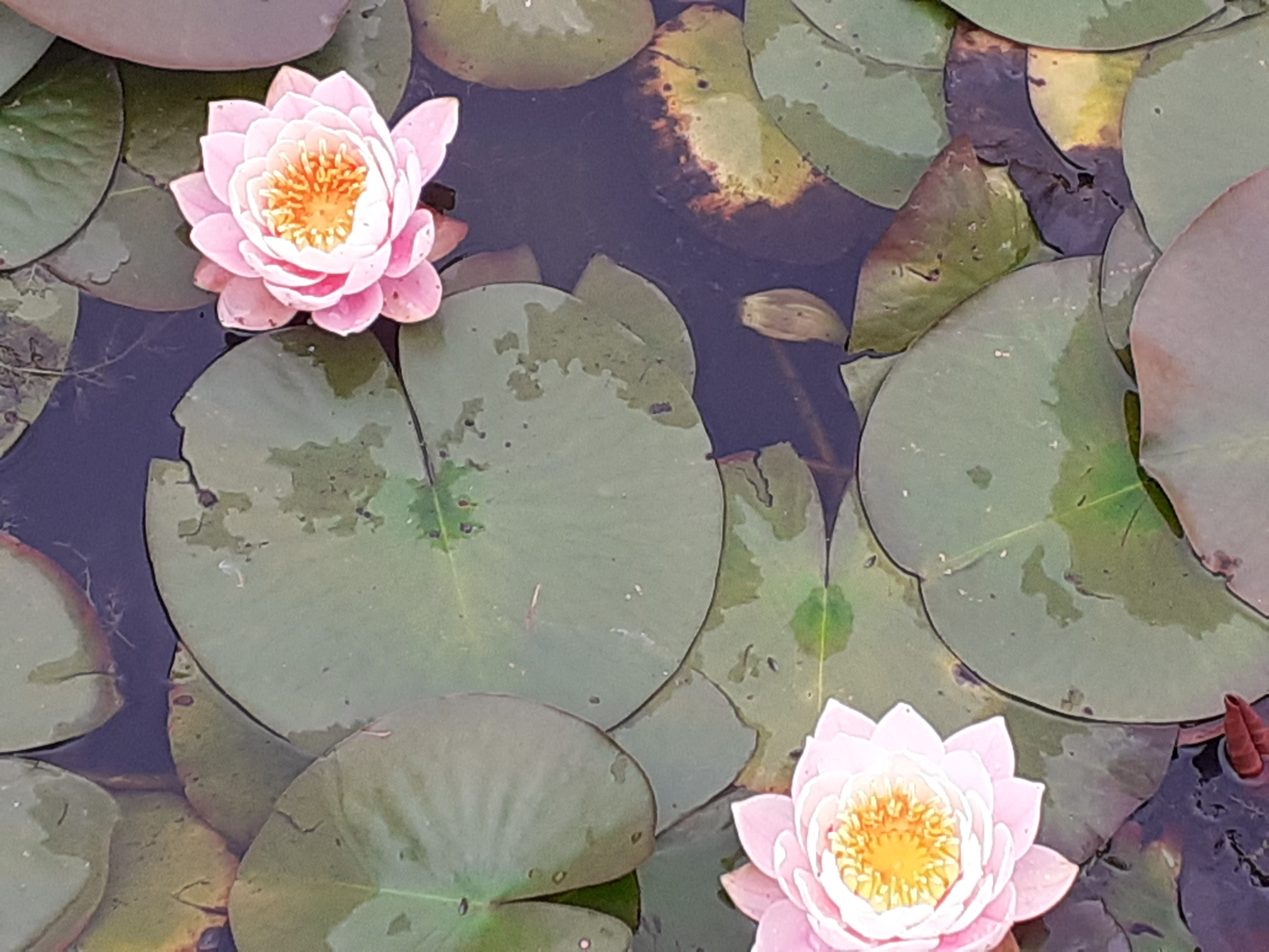 Photo n° 36 de l'avis de Kirenia.e fait le 22/05/2021 à 17:27