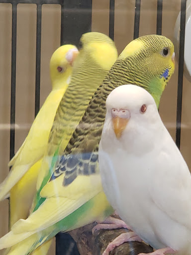 Pet Supply Store «PetSmart», reviews and photos, 3780 Riverchase Village #300, Hoover, AL 35244, USA