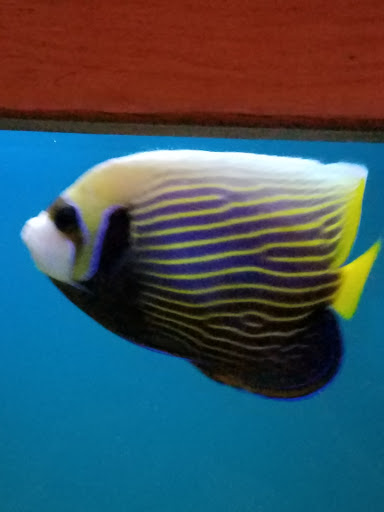 Tropical Fish Store «Ocean Aquarium», reviews and photos, 6820 E Black Horse Pike, Egg Harbor Township, NJ 08234, USA