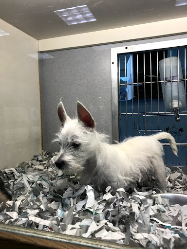 Pet Store «Animal Kingdom», reviews and photos, 4500 N Oracle Rd #254, Tucson, AZ 85705, USA