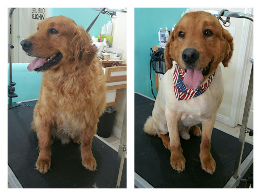 Spoiled Paws Grooming Co
