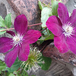 Photo n° 2 de l'avis de Anne-Catherine.a fait le 12/06/2019 à 19:51 pour Café de Paris à Saint-Didier