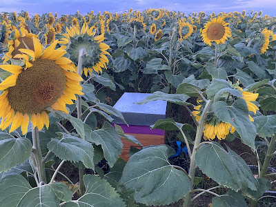 Apiculteur Sud Yvelines récupère essaim d’abeilles à Ablis
