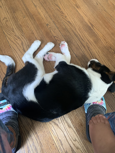 Pet Supply Store «Pet City Pets», reviews and photos, 1254 Ecorse Rd, Ypsilanti, MI 48198, USA