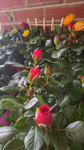 Supermarket «Big Y», reviews and photos, 62 W Main St, Spencer, MA 01562, USA