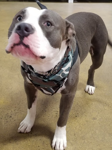 Pet Supply Store «One of the Family Pet Supply LLC», reviews and photos, 288 Lincoln Blvd, Middlesex, NJ 08846, USA