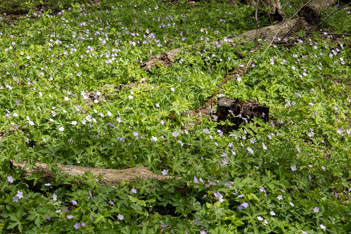 Nature Preserve «Sauk Trail Woods», reviews and photos, 3028 Forest Preserve Dr, Chicago Heights, IL 60411, USA