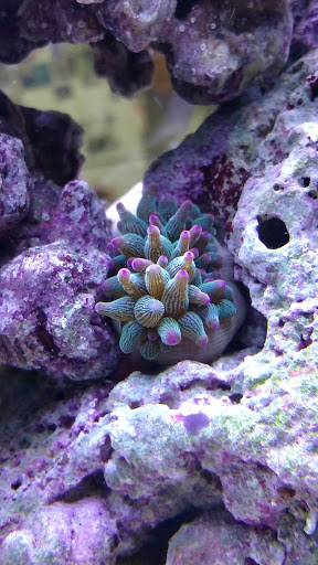 Tropical Fish Store «Pass Road Pet Center (Just Fish)», reviews and photos, 1939 Pass Rd, Biloxi, MS 39531, USA