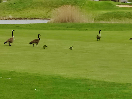 Golf Club «Gateway Golf Club», reviews and photos, 33290 Gateway Dr, Romulus, MI 48174, USA