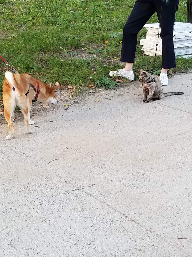 Park «Titus Sparrow Park», reviews and photos, 200 W Newton St, Boston, MA 02118, USA