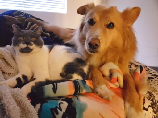 Movie Theater «Silverspot Cinema», reviews and photos, 9118 Strada Pl #8205, Naples, FL 34108, USA