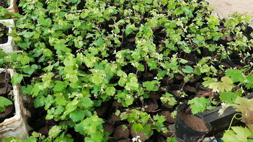 VƯỜN NHO QUẢNG PHÚC