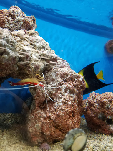 Pet Supply Store «Petco Animal Supplies», reviews and photos, 31419 Pacific Hwy S, Federal Way, WA 98003, USA