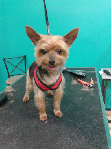 Pet Groomer «Pet Expressions», reviews and photos, 315 Fayette St # 8, Manlius, NY 13104, USA