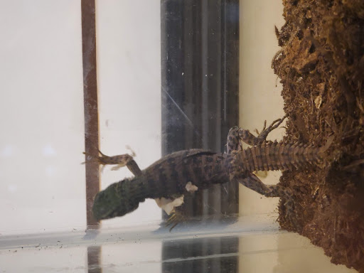 Pet Store «Movie Vault & PETropoliS live», reviews and photos, 1296 Anderson City Rd, Lawrenceburg, KY 40342, USA